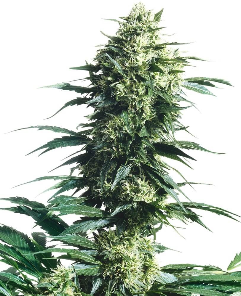 Mother's Finest Regular by Sensi Seeds