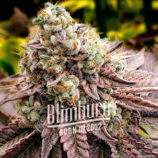 Motor Breath Feminized by Blimburn Seeds