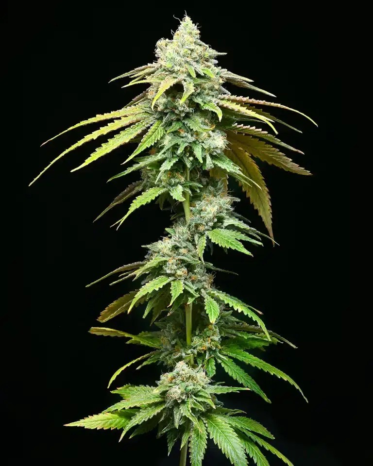 Motor City Feminized by Cookies Seed Bank