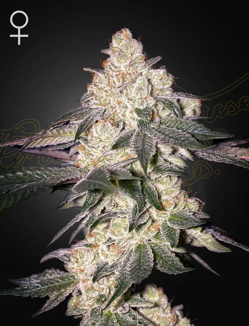 Moweeto Feminized by Green House seeds