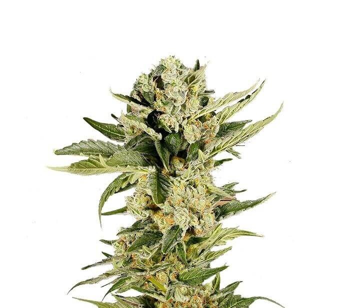 Mr 420K Feminized by Mr. Hide Seeds