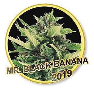 Mr Black Banana Feminized by Mr. Hide Seeds