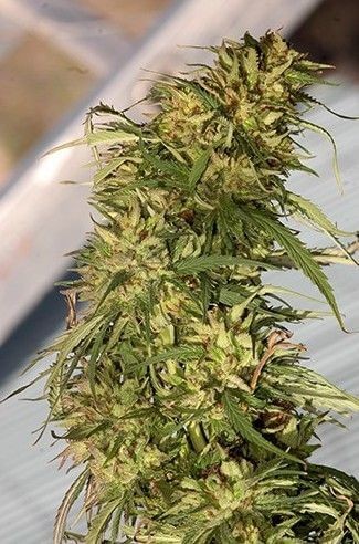Mr Cheese Mass Feminized by Mr. Hide Seeds