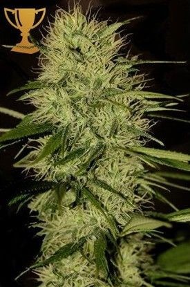 Mr Jack Mass Feminized by Mr. Hide Seeds