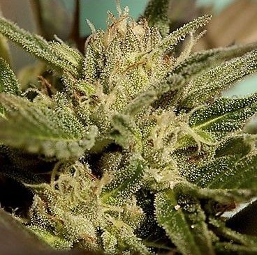 Mr Jekyll Kush Feminized by Mr. Hide Seeds
