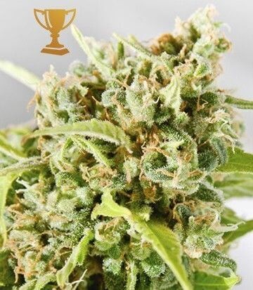 Mr Mother Earth Feminized by Mr. Hide Seeds