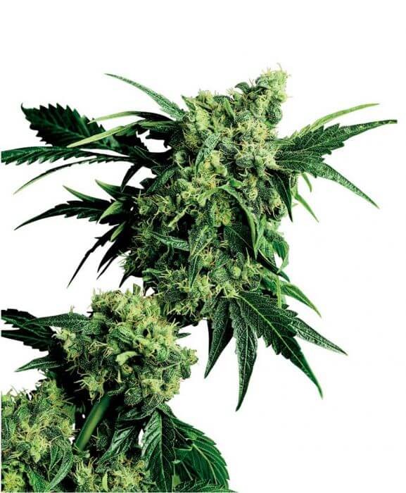 Mr Nice G13 x Hash Plant Regular by Sensi Seeds