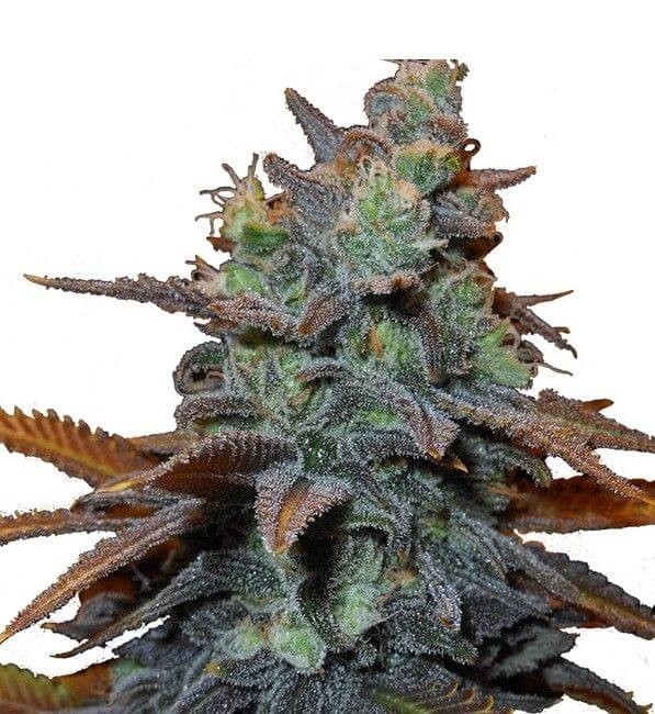 Mr Shiska Feminized by Mr. Hide Seeds