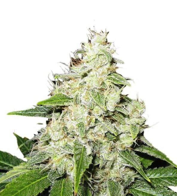 Mr Sour-R Feminized by Mr. Hide Seeds