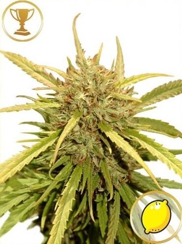 Mr Sugar Lemon Haze Feminized by Mr. Hide Seeds