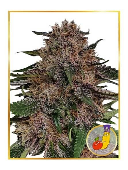 Mr. + Runtz Feminized by Mr. Hide Seeds
