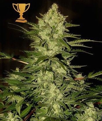 Mr. Amnesia Mass Feminized by Mr. Hide Seeds