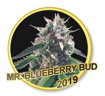 Mr. Blueberry Bud Feminized by Mr. Hide Seeds