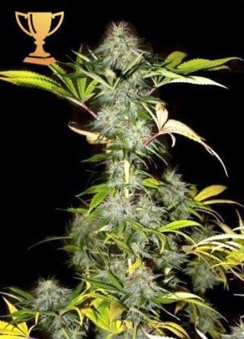 Mr. California Pearl Feminized by Mr. Hide Seeds