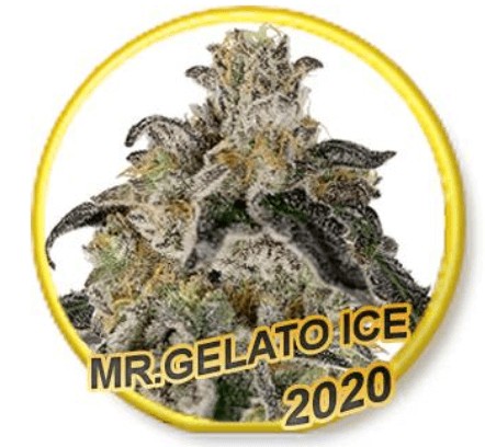 Mr. Gelato Ice Feminized by Mr. Hide Seeds