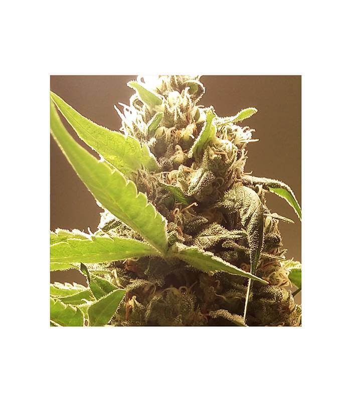 Mr. Gorilla Cream Feminized by Mr. Hide Seeds