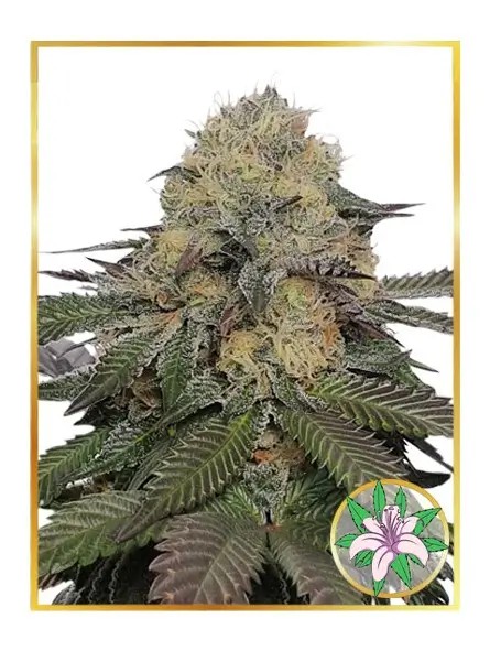 Mr. Lilly OG Feminized by Mr. Hide Seeds