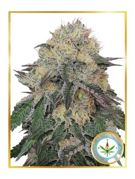 Mr. Northern OG Feminized by Mr. Hide Seeds