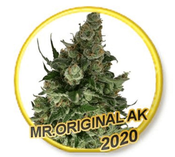 Mr. Original AK Feminized by Mr. Hide Seeds