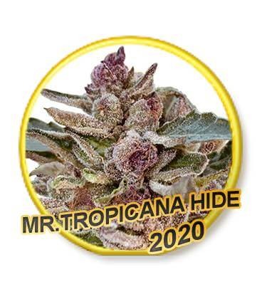 Mr. Tropicana Hide Feminized by Mr. Hide Seeds