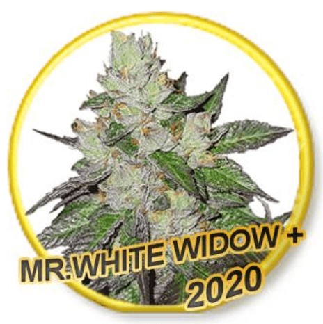 Mr. White Widow + Feminized by Mr. Hide Seeds