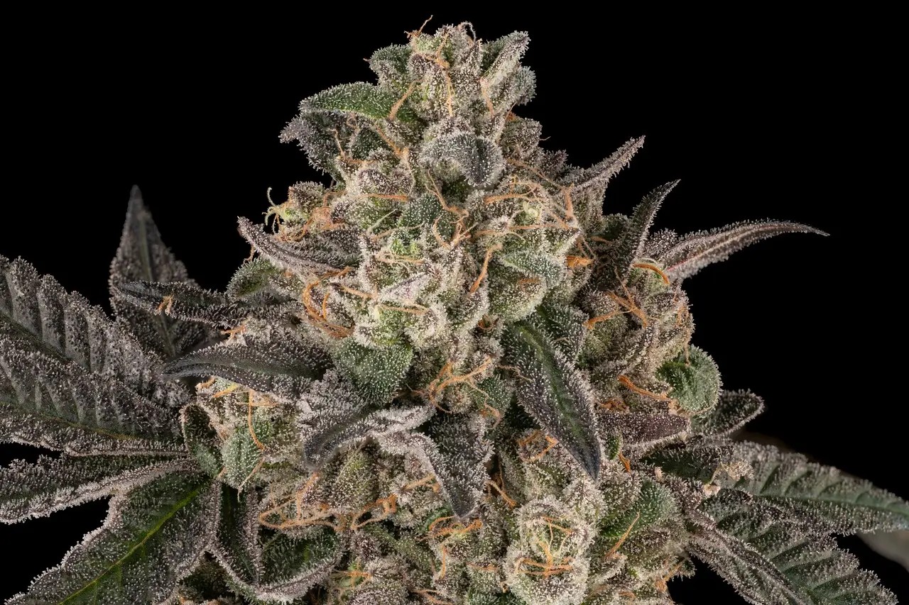 Murder Pie Feminized by Aficionado French Connection