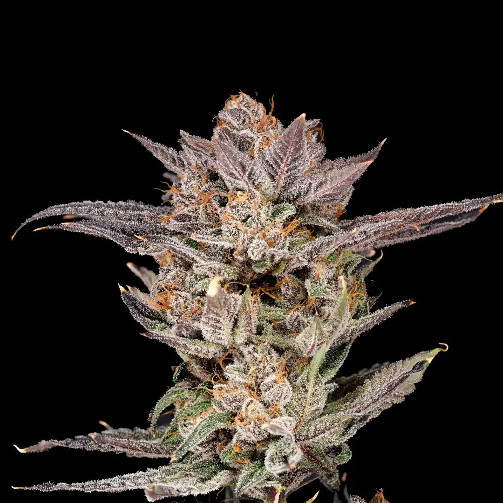 Mylar Magic 2.0 Feminized by Nine Weeks Harvest