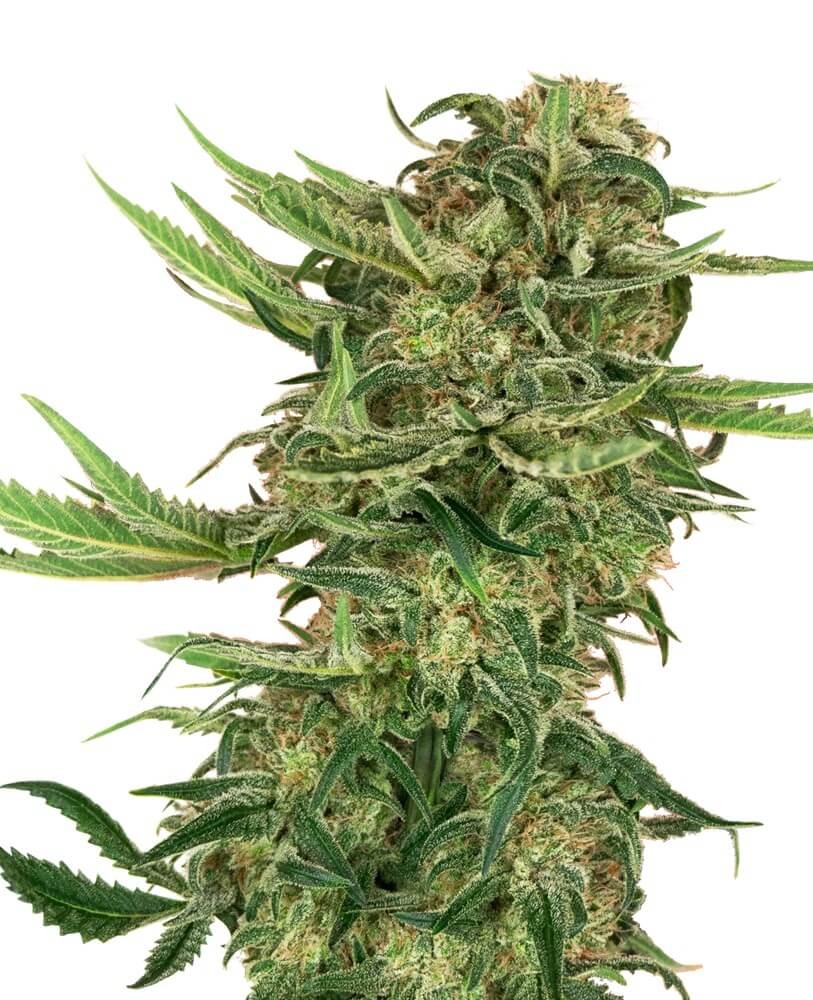 N13 Kush Feminized by Sensi Seeds