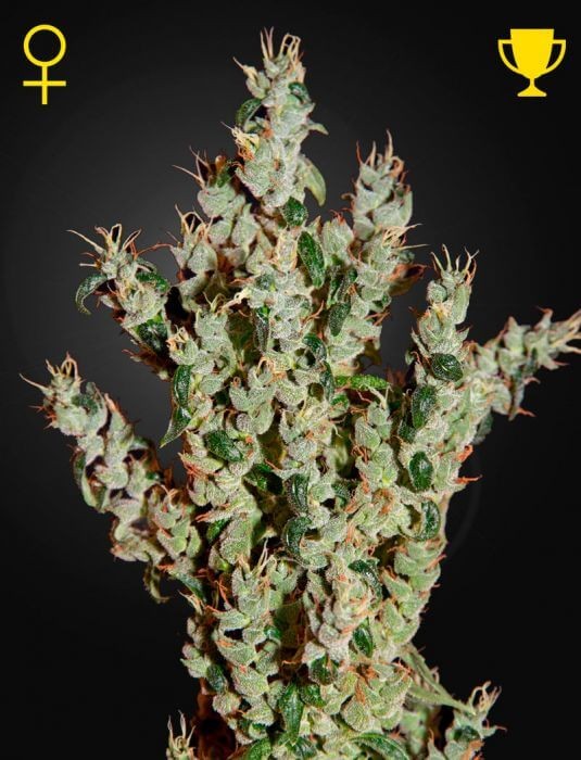 NL5 Haze Mist Feminized by Green House seeds