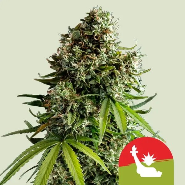 NYC Sour D Auto - Tyson 2.0 Autoflower by Royal Queen Seeds