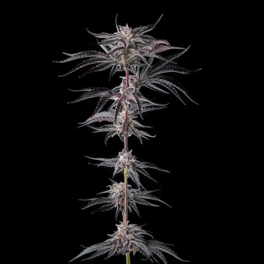 Nakamarra Feminized by Compound Genetics