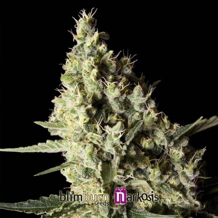 Narkosis Feminized by Blimburn Seeds