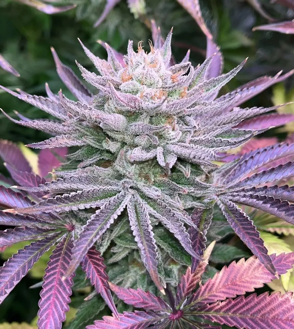 Nasty Runtz Feminized by The Grateful Seeds