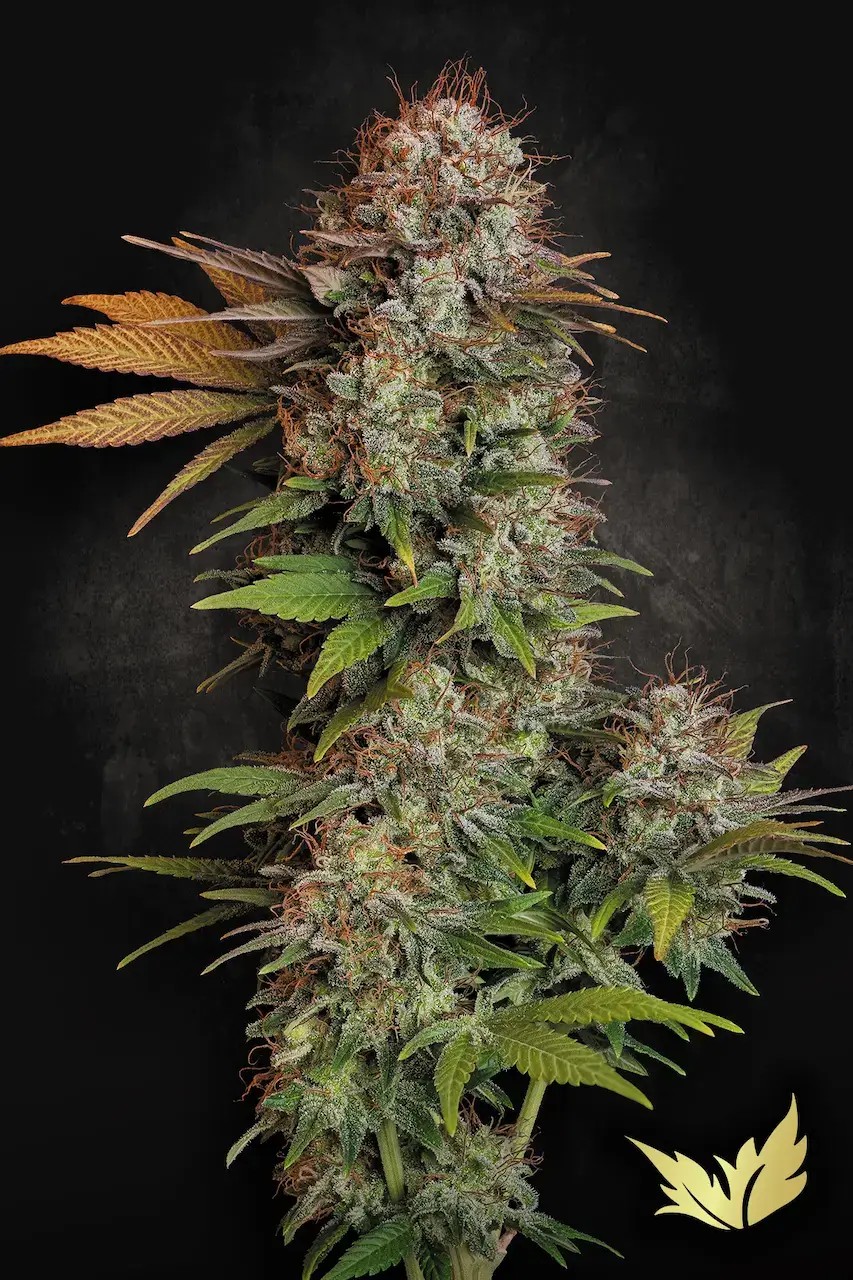 Nebula Feminized by Paradise Seeds