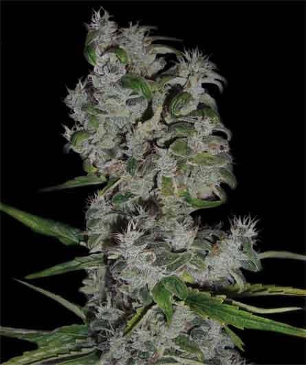 Nefertiti Feminized by Pyramid Seeds