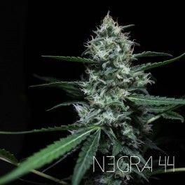 Negra 44 Feminized by R-Kiem Seeds