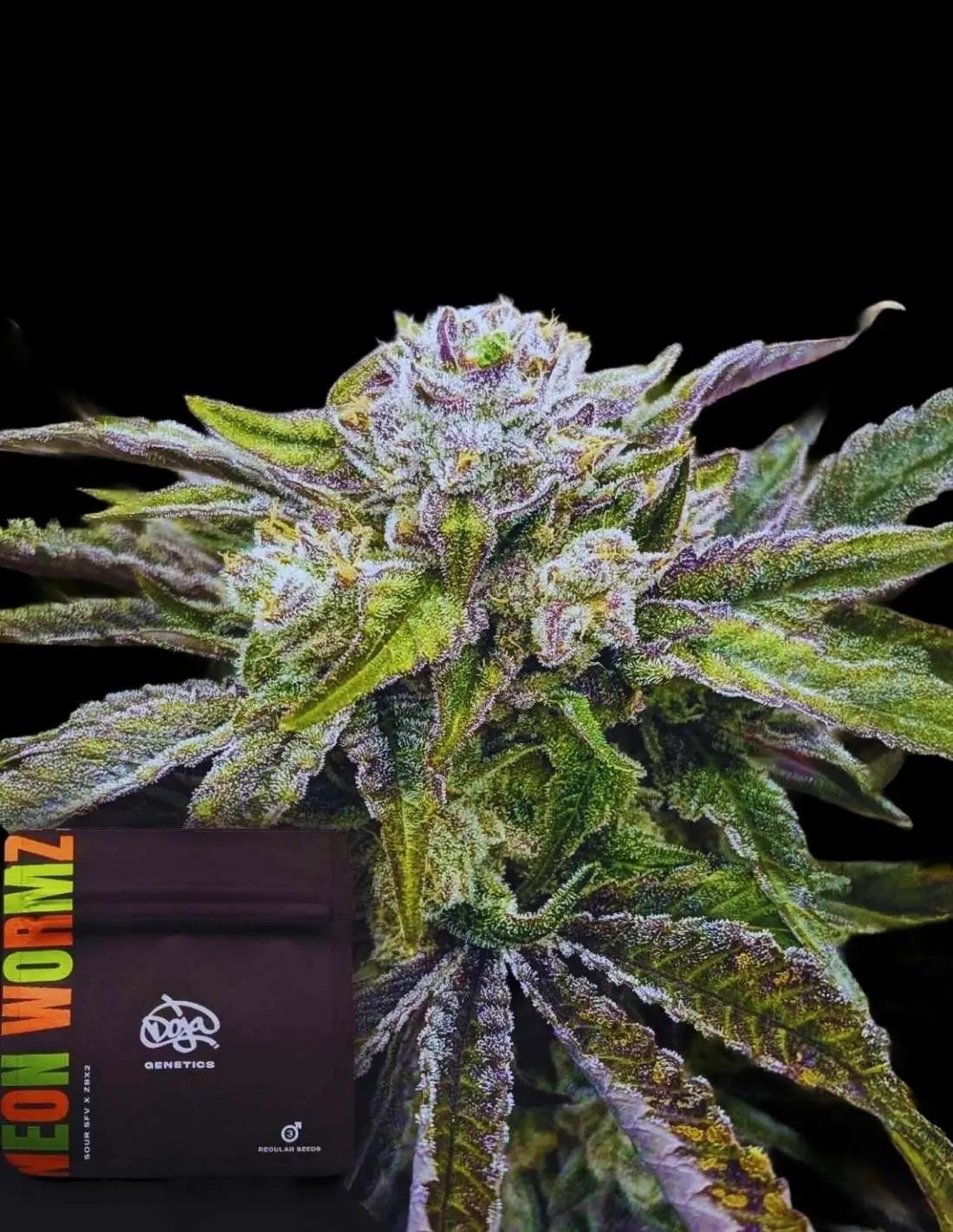Neon Wormz Regular by Doja Pak
