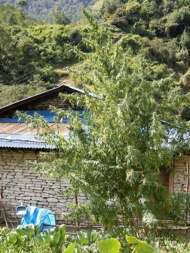 Nepal Annapurna Regular by Ace Seeds