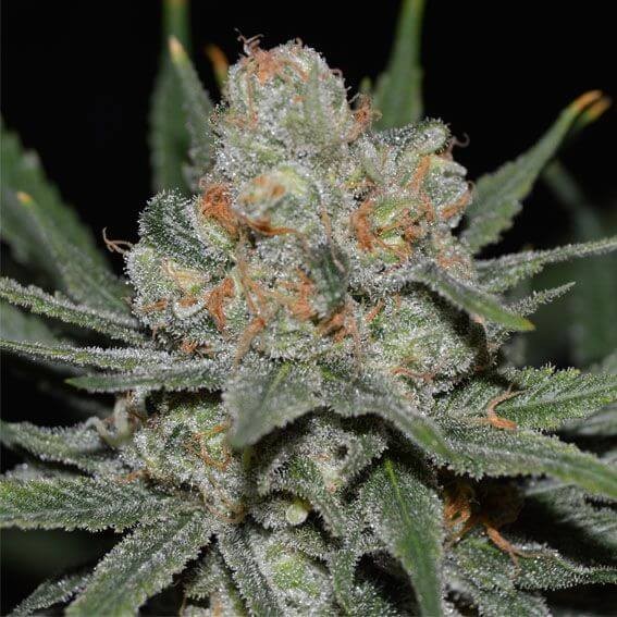 Nevil Bilbo Auto Autoflower by Genehtik