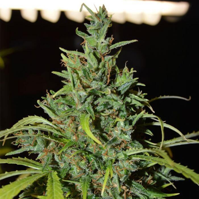 Neville Haze Ryder Autoflower by World of Seeds