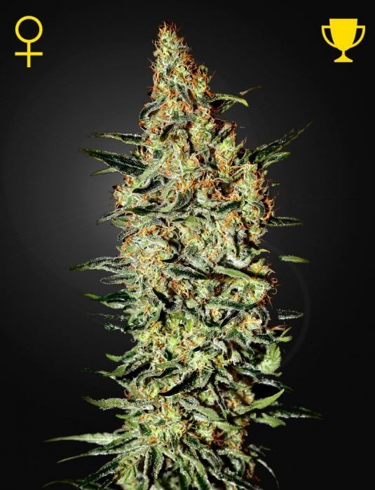 Neville's Haze Feminized by Green House seeds