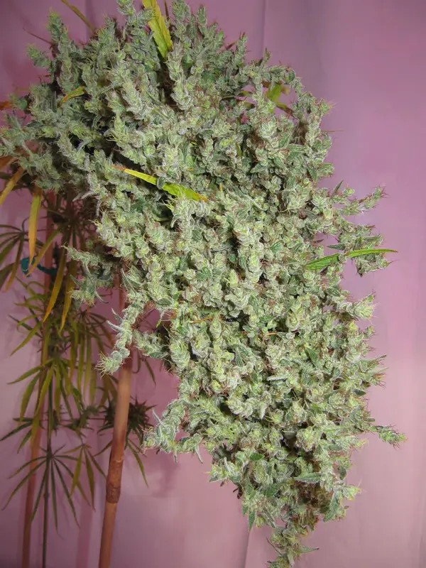 Neville's Haze Regular by Mr Nice