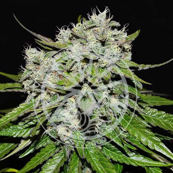 Neville's Rose Auto Autoflower by Delicious Seeds