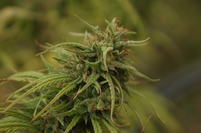 Neville's Skunk Regular by Mr Nice