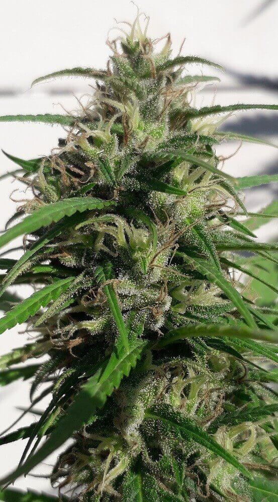 New Caledonia Regular by Ace Seeds