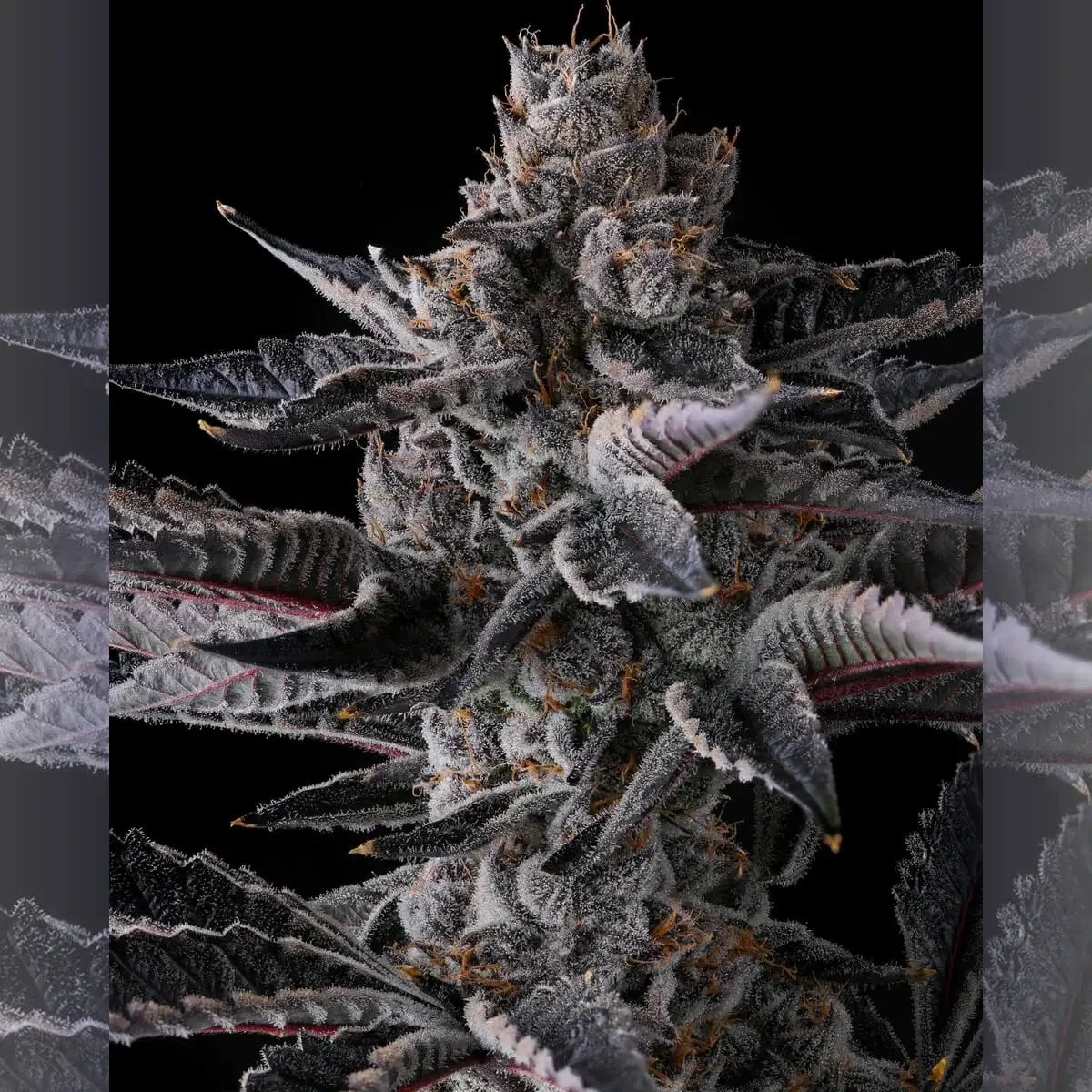 New Money Feminized by Compound Genetics