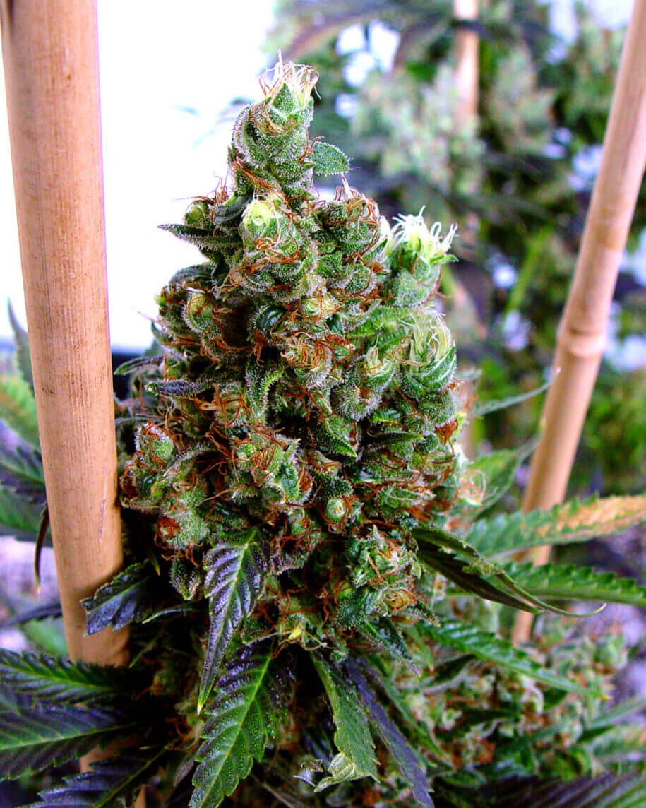 New York City Diesel Feminized by Soma Seeds