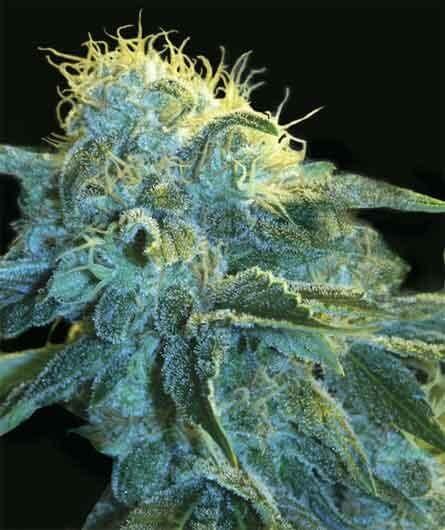 New York City Feminized by Pyramid Seeds