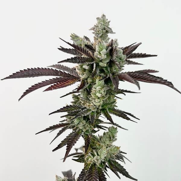 Next Level Feminized by Exotic Genetix