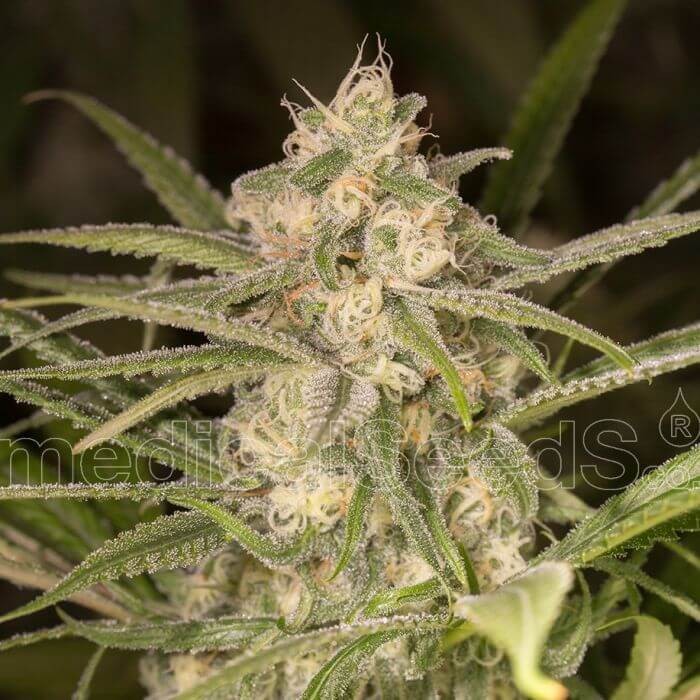 No Name Auto Autoflower by Medical Seeds